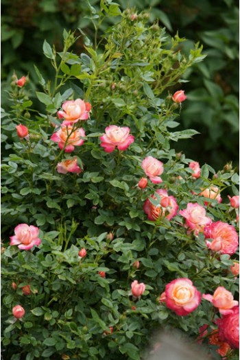 Троянда флорібунда ‘Бріоза’ (жовто-помаранчево-персикова)|Rosa floribunda ‘Briosa’|Роза флорибунда ‘Бриоза’ (желто-оранжево-персиковая)